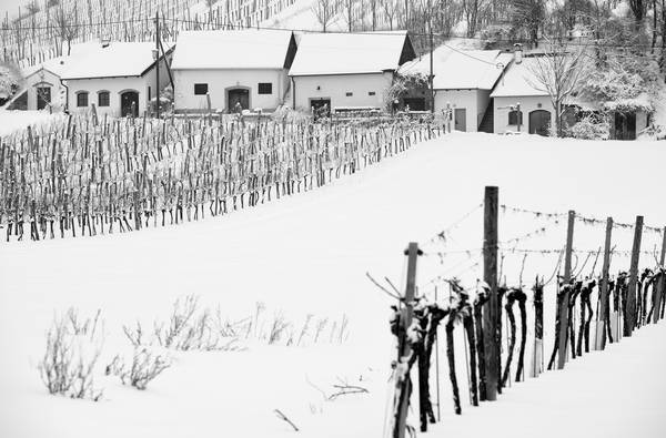 Kellergasse und Weinberg im Winter od Robert Kalb