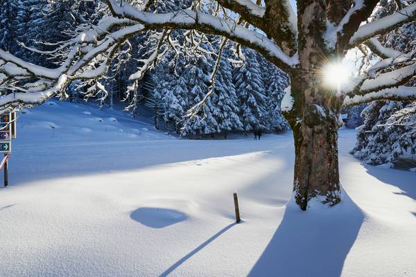 Romantische tiefverschneite Winterlandschaft mit Baumkrone im Gegenlicht od Robert Kalb