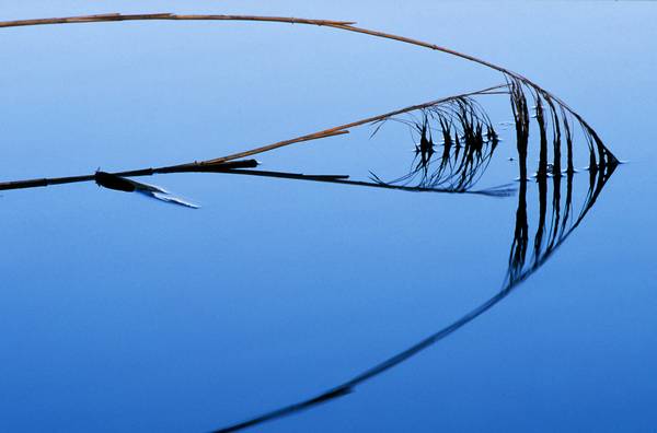 Schilfrohr Spiegelung im blauem Wasser od Robert Kalb