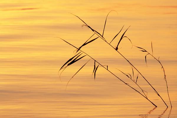 Stimmungsvolles Morgenlicht am Bodensee od Robert Kalb