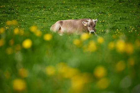 Kuh liegt auf einer Almwiese, im Vordergrund unscharfe gelbe Blumen