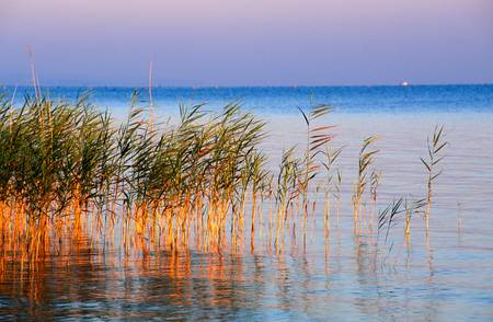 Uferlandschaft am Bodensee im Morgenlicht