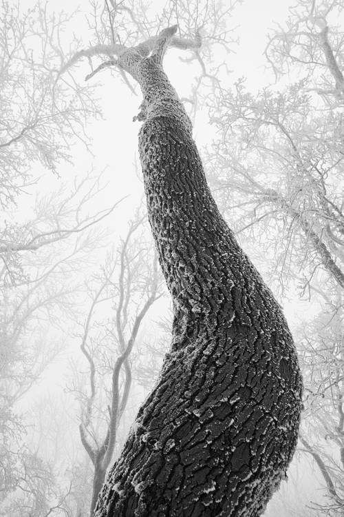 Verschneite und vereiste Bäume im Wienerwald od Robert Kalb