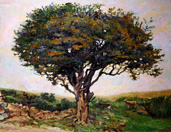 The Tree, Anglesey  od Robert  Tyndall