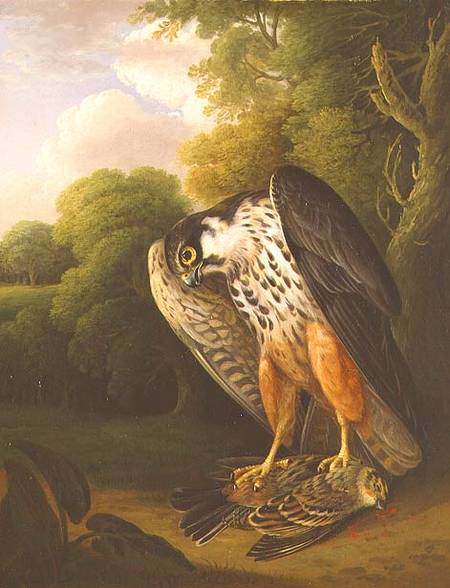 A Hobby Hawk and Prey shot at Buxton od Robert Wilkinson Padley