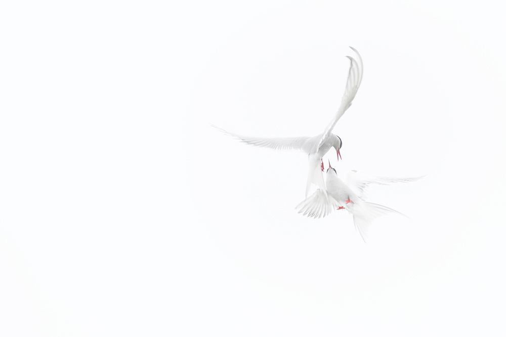 Arctic Terns od Roberto Marchegiani