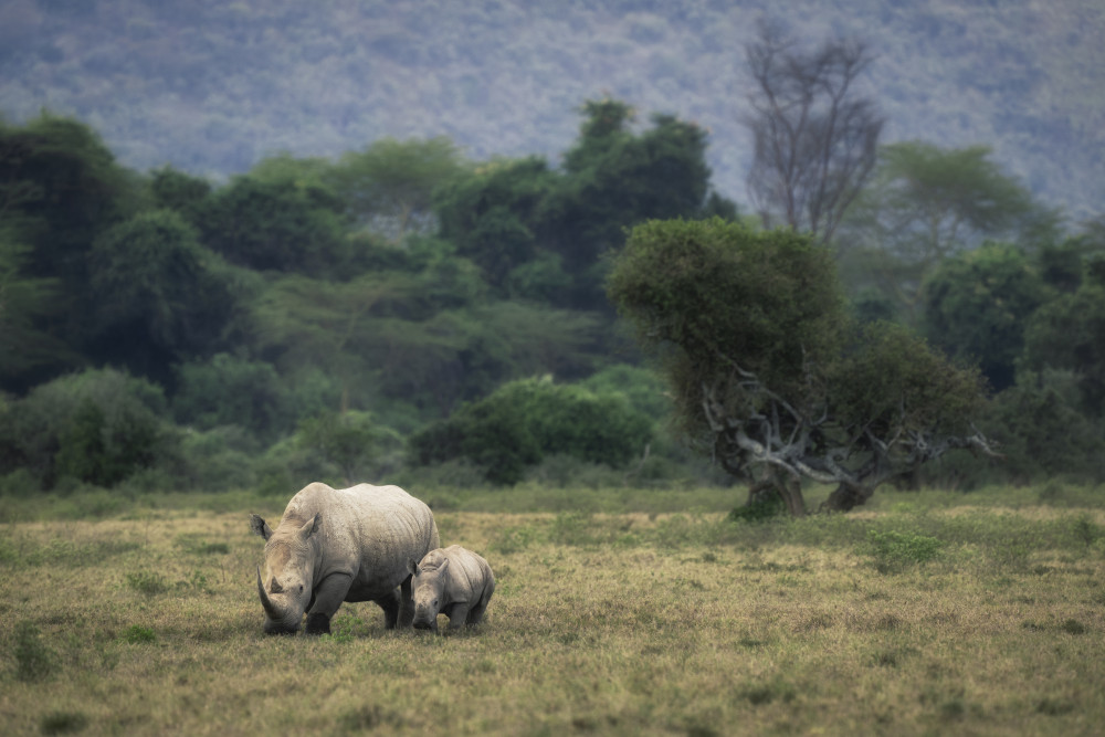 White Rhino od Roberto Marchegiani