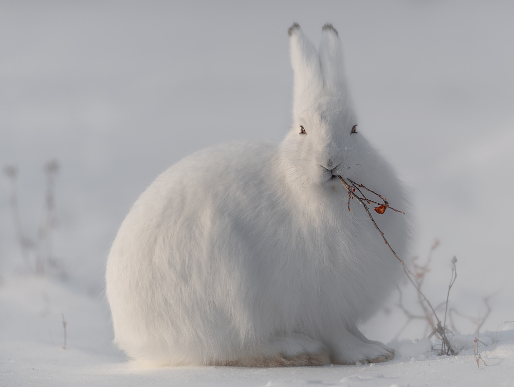 wild arctic hare od Roberto Marchegiani