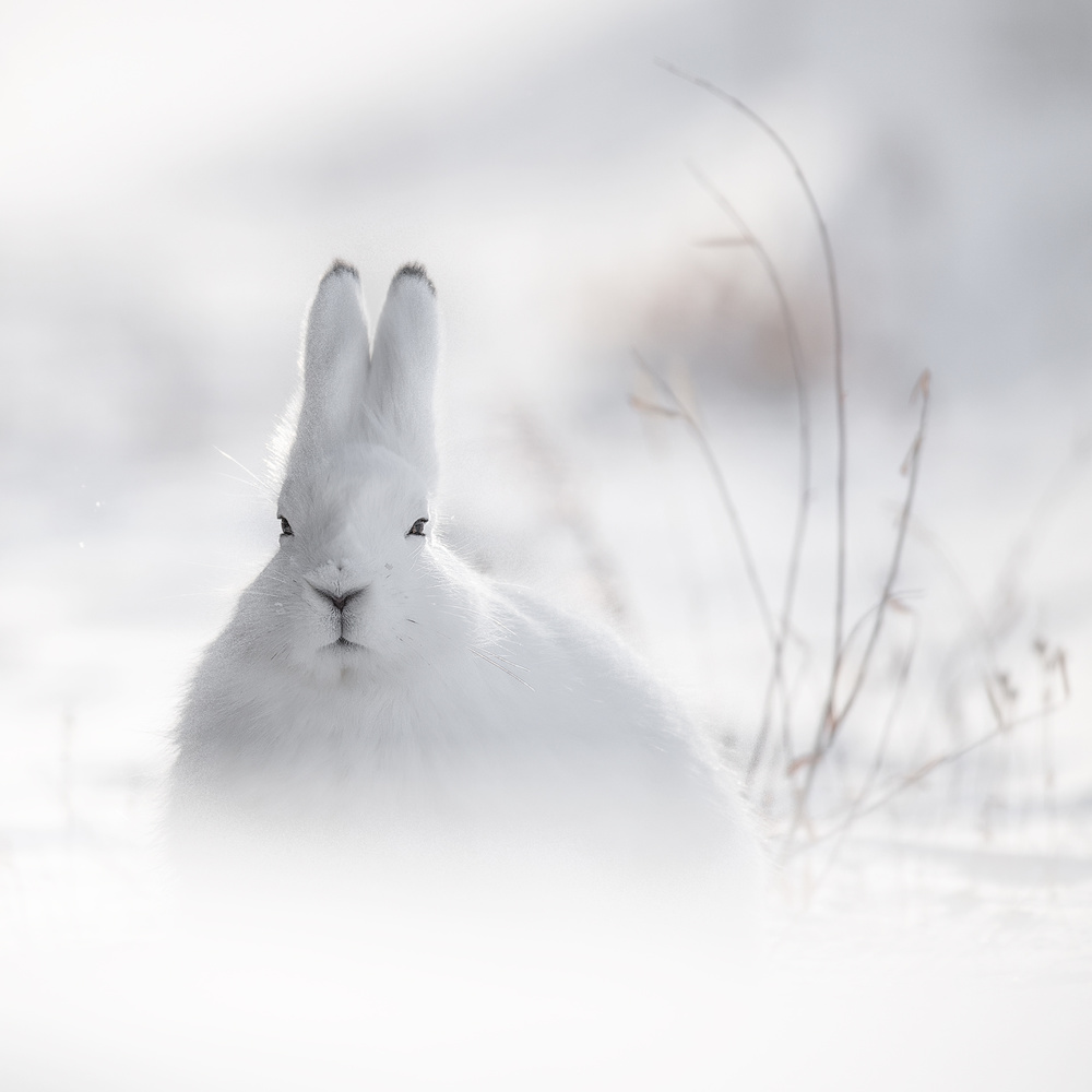 Wild Arctic Rabbit od Roberto Marchegiani