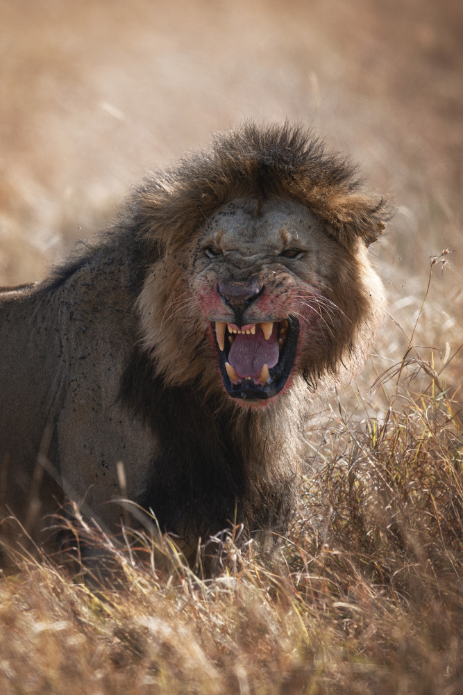 Angry Lion od Roberto Marchegiani