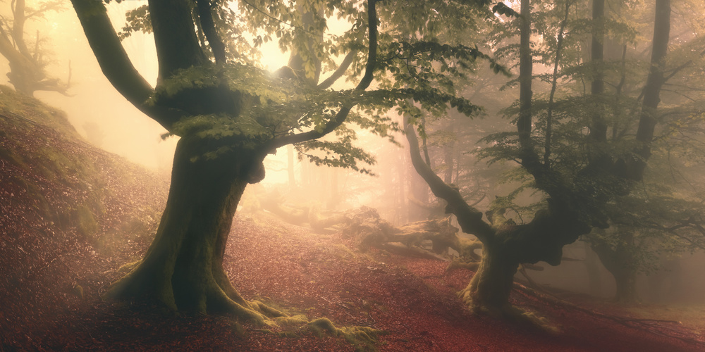 Fangorn forest od Roberto Rivera