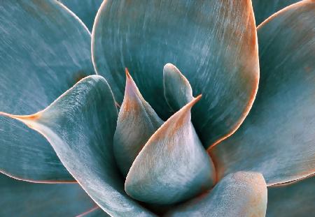 Agave Abstract in Spring