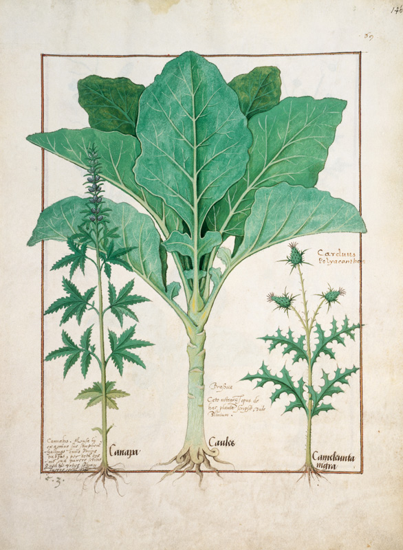 Ms Fr. Fv VI #1 fol.145r Cannabis, Brassica and Thistle od Robinet Testard