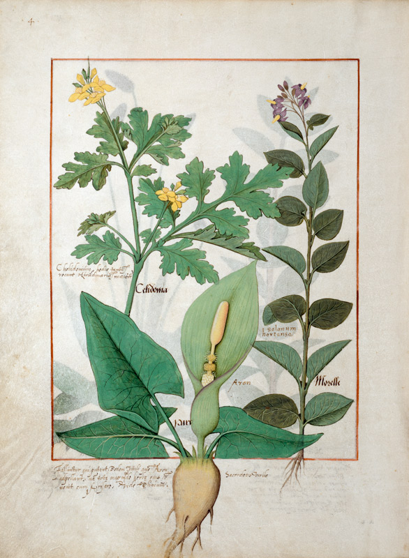Ms Fr. Fv VI #1 fol.113v Greater Celandine or Poppy, Solanum or Nightshade, and Aron od Robinet Testard