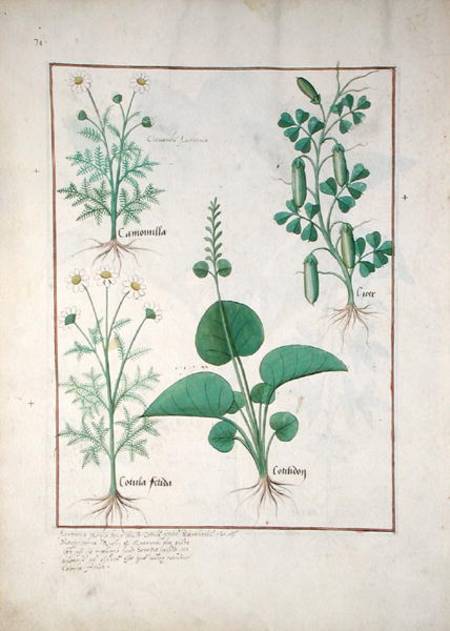 Chamomile (top left) and Cucumber (right) Illustration from 'The Book of Simple Medicines' by Matthe od Robinet Testard