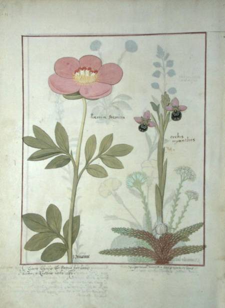 Ms Fr. Fol VI #1 Paeonia or Peony, and Orchis myanthos od Robinet Testard