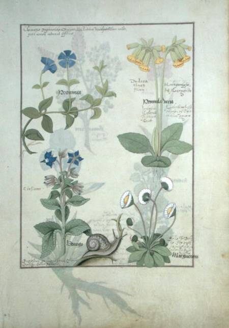 Ms Fr. Fv VI #1 fol.114 Top row: Blue Clematis or Crowfoot and Primula. Bottom row: Borage or Forget od Robinet Testard