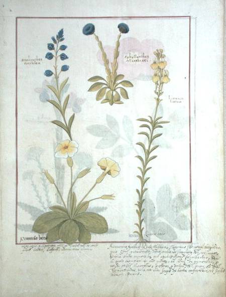 Ms Fr. Fv VI #1 fol.117 Top row: Onobrychis or Sainfoin, and Aphyllanthes. Bottom row: Linaria Lutea od Robinet Testard