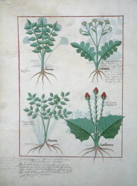 Ms Fr. Fv VI #1 fol.123v Top row: Ligustrum and Acanthus. Bottom row: Grass plant and Apollinaris, i od Robinet Testard