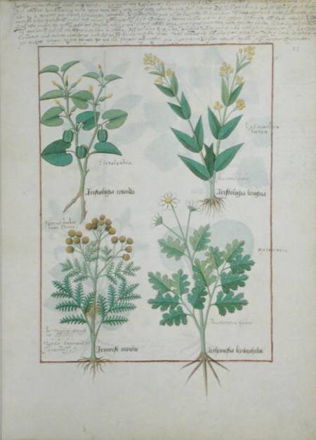 Ms Fr. Fv VI #1 fol.124r Top row: Aristolochia Rotundi and Aristolochia Longua. Bottom row: Armoise od Robinet Testard