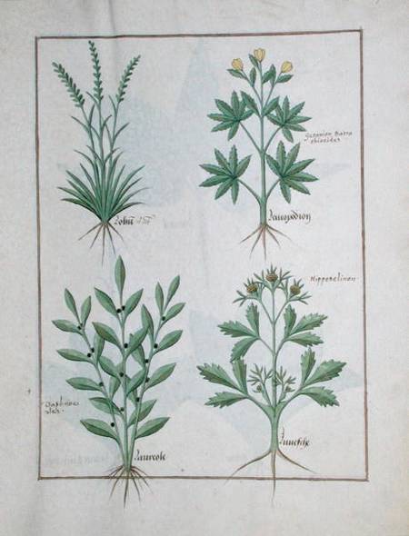 Ms Fr. Fv VI #1 fol. 126r Top row: Lolni and Geranium. Bottom row: Daphnoides and Parsley, illustrat od Robinet Testard
