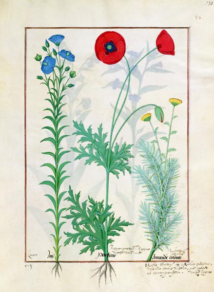 Ms Fr. Fv VI #1 fol.130r Linum, Garden poppies and Abrotanum, illustration from 'The Book of Simple od Robinet Testard