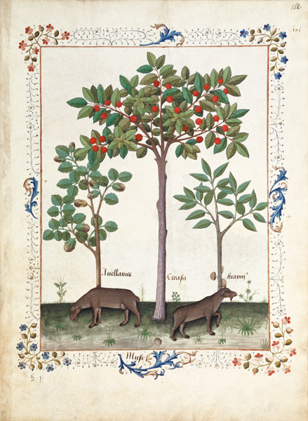 Ms Fr. Fv VI #1 fol.162r Hazelnut Bush (left) and Cherry tree (centre) od Robinet Testard