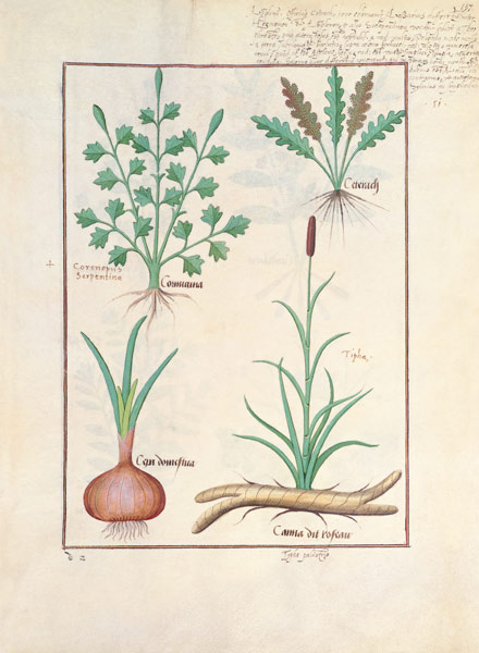 Illustration from 'ThedBook of Simple Medicines' by Mattheaus Platearius (d.c.1161) od Robinet Testard