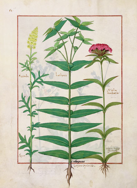 Ms Fr. Fv VI #1 fol. Reseda, Euphorbia and Dianthus od Robinet Testard