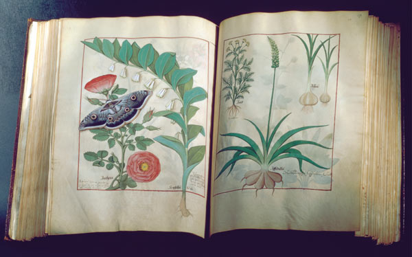Ms Fr. Fv VI #1 Two pages depicting Rose and Garlic od Robinet Testard