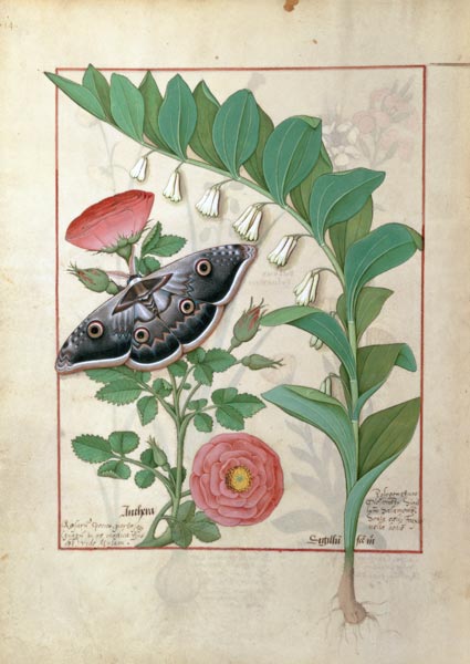 Rose and Polygonatum (Solomon's Seal) illustration from 'The Book of Simple Medicines' by Mattheaus od Robinet Testard