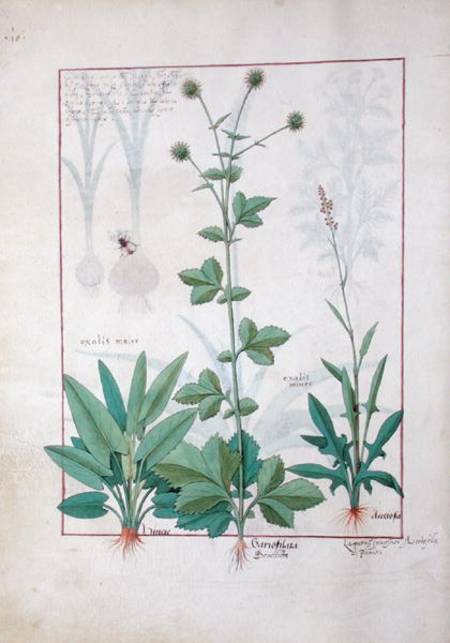 Sorrel and Gariofilata (Benedicta Wood) illustration from 'The Book of Simple Medicines' by Mattheau od Robinet Testard