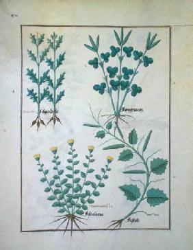 Ms Fr. Fv VI #1 f.132v Top row: Filipendula. Bottom row: Fistularia and Faseolus, illustration from