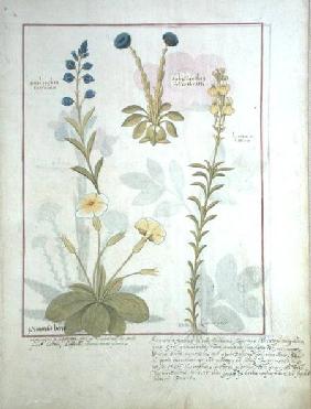 Ms Fr. Fv VI #1 fol.117 Top row: Onobrychis or Sainfoin, and Aphyllanthes. Bottom row: Linaria Lutea