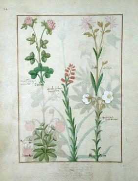 Ms Fr. Fv VI #1 fol.128v Top row: Red clover and Aube. Bottom row: Bellidis species, Onobrychis and