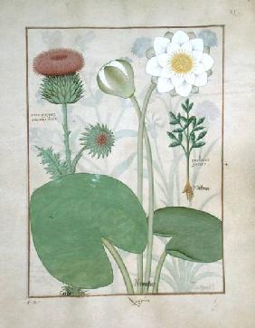 Ms Fr. Fv VI #1 fol.129r Plumed thistle, Water lily and Castor bean plant, illustration from 'The Bo