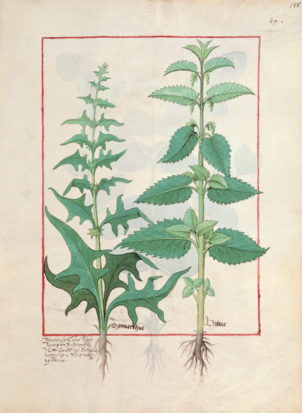 Urticaceae (Nettle Family) Illustration from the 'Book of Simple Medicines' by Mattheaus Platearius od Robinet Testard