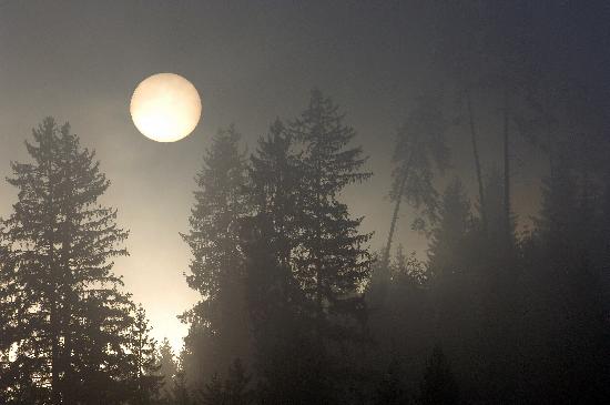 Aufgehende Sonne im Nebelwald od Rolf Haid