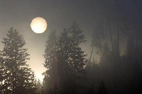 Aufgehende Sonne im Nebelwald