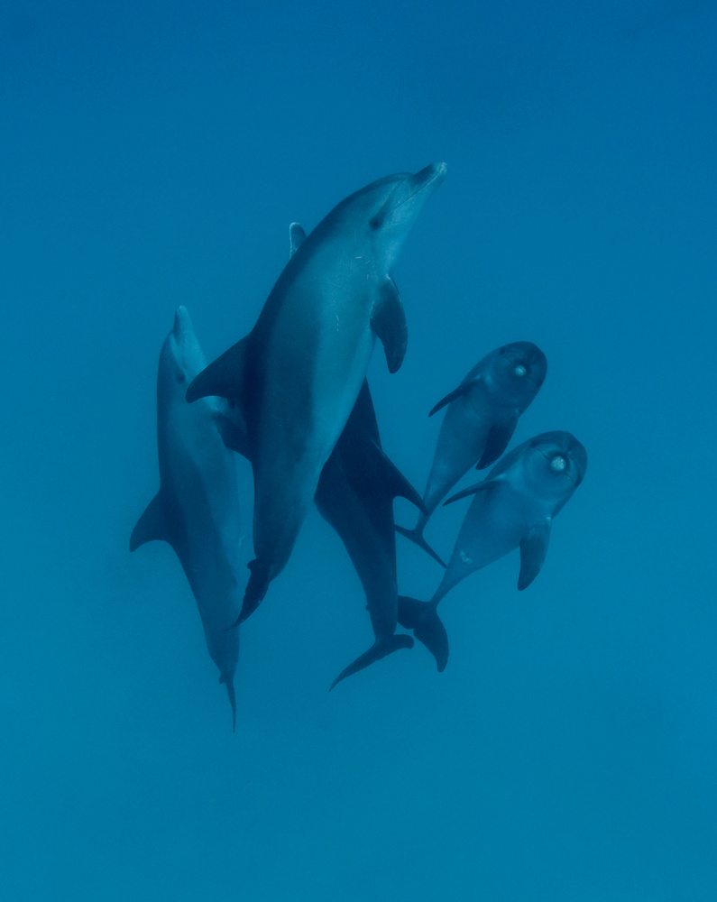 Dolphins 6 od Romano Molinari