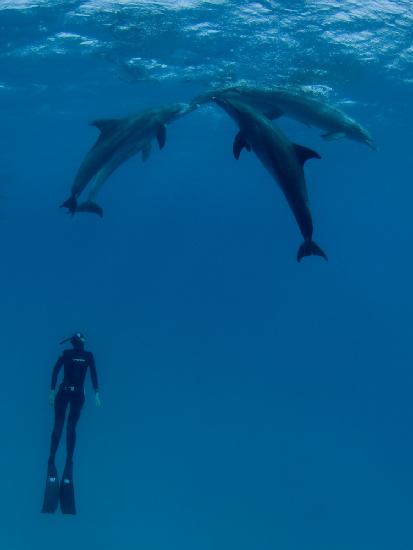 Dolphins and the woman 2