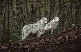 Meeting with white Wolves