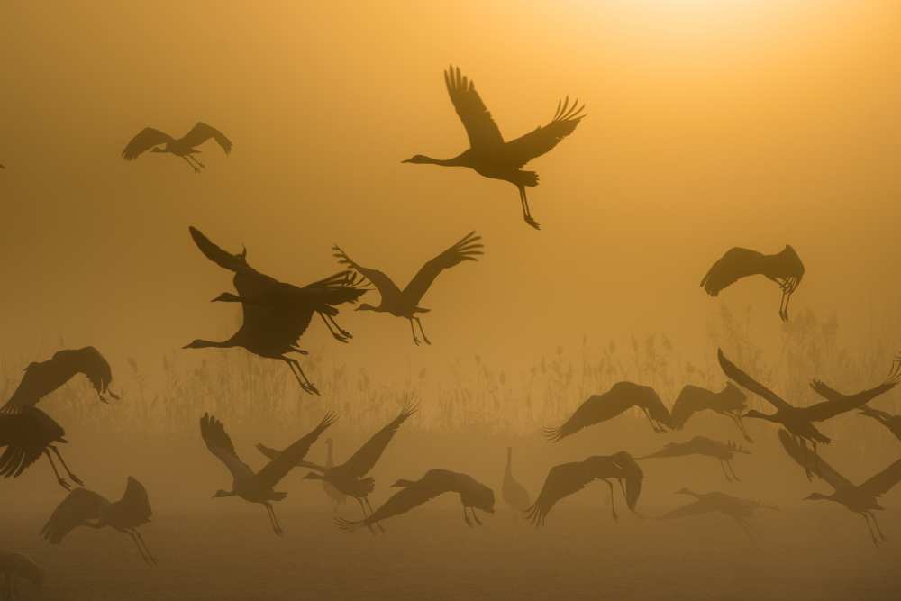 Sunrise with Cranes od Ronen Rosenblatt