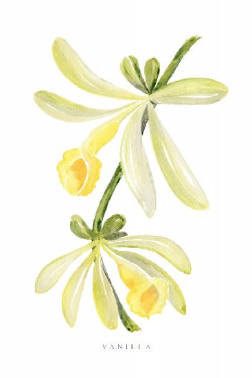 Watercolor vanilla orchid