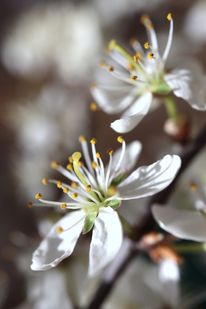 Spring blooms I od Rosana Laiz Blursbyai