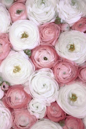 Scattered ranunculus in muted pink I