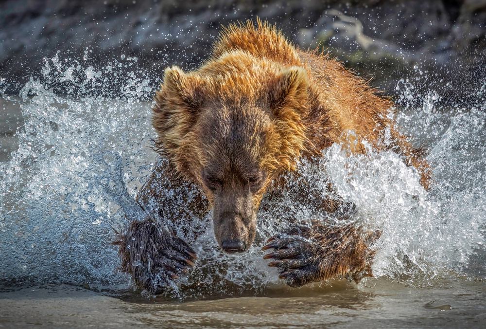 Bear Action od Roshkumar