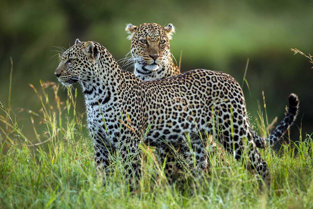 Leopard Family od Roshkumar