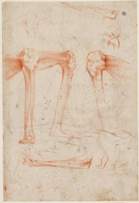 Studies of legs, knees and arms od Rosso Fiorentino
