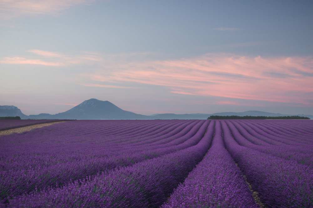 Lavender field od Rostovskiy Anton